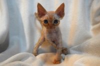 Red Hot Chili - Devon Rex kenel