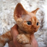 Red Hot Chili - Devon Rex kenel