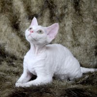 Red Hot Chili - Devon Rex kenel