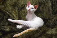 Red Hot Chili - Devon Rex kenel