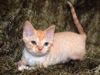 Red Hot Chili - Devon Rex kenel