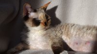 Red Hot Chili - Devon Rex kenel