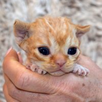 Red Hot Chili - Devon Rex kenel