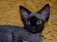 Red Hot Chili - Devon Rex kenel