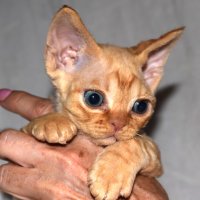 Red Hot Chili - Devon Rex kenel