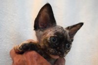 Red Hot Chili - Devon Rex kenel