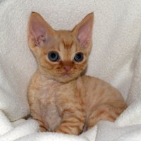 Red Hot Chili - Devon Rex kenel