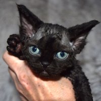 Red Hot Chili - Devon Rex kenel