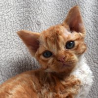 Red Hot Chili - Devon Rex kenel