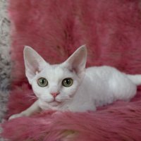 Red Hot Chili - Devon Rex kenel