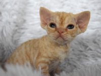 Red Hot Chili - Devon Rex kenel