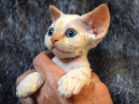 Red Hot Chili - Devon Rex kenel