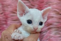 Red Hot Chili - Devon Rex kenel