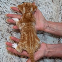 Red Hot Chili - Devon Rex kenel