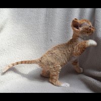 Red Hot Chili - Devon Rex kenel