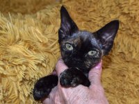 Red Hot Chili - Devon Rex kenel