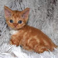 Red Hot Chili - Devon Rex kenel