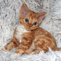 Red Hot Chili - Devon Rex kenel