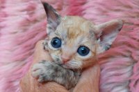 Red Hot Chili - Devon Rex kenel