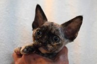 Red Hot Chili - Devon Rex kenel