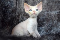 Red Hot Chili - Devon Rex kenel