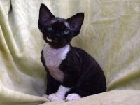 Red Hot Chili - Devon Rex kenel