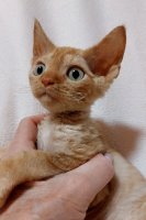 Red Hot Chili - Devon Rex kenel