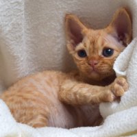 Red Hot Chili - Devon Rex kenel