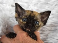 Red Hot Chili - Devon Rex kenel