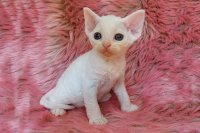 Red Hot Chili - Devon Rex kenel