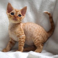 Red Hot Chili - Devon Rex kenel