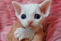 Red Hot Chili - Devon Rex kenel