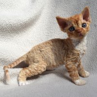 Red Hot Chili - Devon Rex kenel