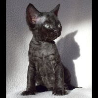 Red Hot Chili - Devon Rex kenel