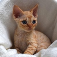 Red Hot Chili - Devon Rex kenel