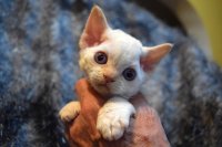 Red Hot Chili - Devon Rex kenel