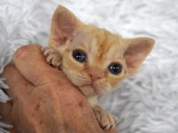 Red Hot Chili - Devon Rex kenel