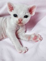 Red Hot Chili - Devon Rex kenel