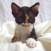 Red Hot Chili - Devon Rex kenel