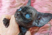 Red Hot Chili - Devon Rex kenel