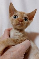 Red Hot Chili - Devon Rex kenel