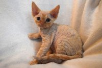 Red Hot Chili - Devon Rex kenel