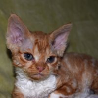 Red Hot Chili - Devon Rex kenel