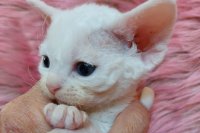 Red Hot Chili - Devon Rex kenel