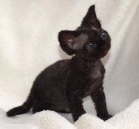 Red Hot Chili - Devon Rex kenel