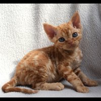 Red Hot Chili - Devon Rex kenel