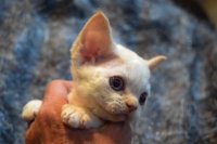 Red Hot Chili - Devon Rex kenel