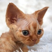 Red Hot Chili - Devon Rex kenel