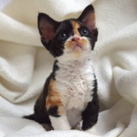 Red Hot Chili - Devon Rex kenel