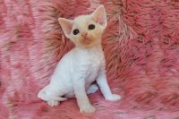 Red Hot Chili - Devon Rex kenel